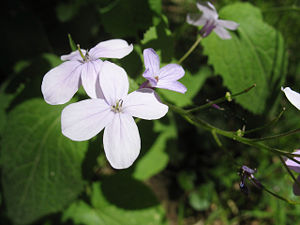 L. rediviva Blüten