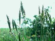 Ruchgras