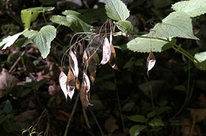 Fruchtstände der Mondviole